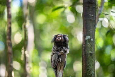 Ortak marmoset