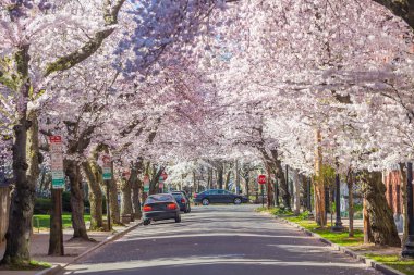 New Haven Wooster meydanda