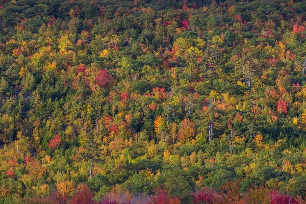 美丽的秋天色彩的阿卡迪亚 （缅因州）. — 图库照片