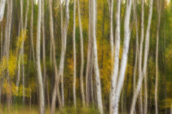 Belles couleurs d'automne de l'Acadie, Maine . — Photo