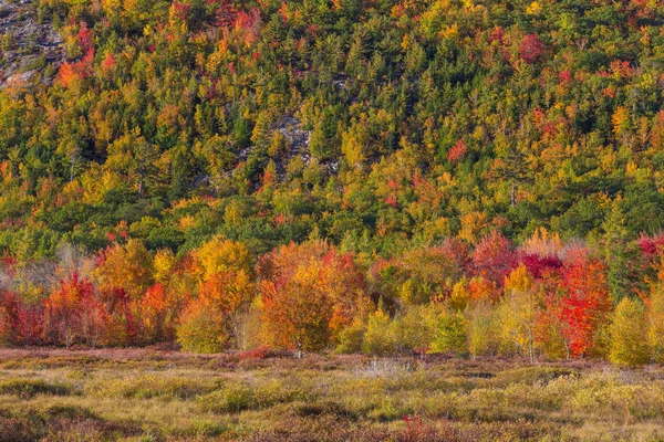 Schöne herbstfarben von acadia, maine. — Stockfoto