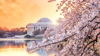 Jefferson Anıtı Kiraz Çiçeği Festivali sırasında. Washington, DC