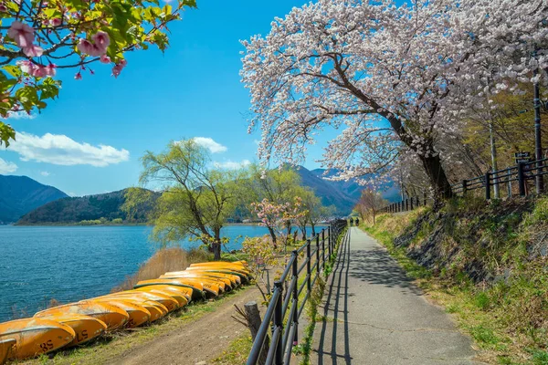 Cherry Blossom Sakura Вид Озера Кавагучіко Японія — стокове фото