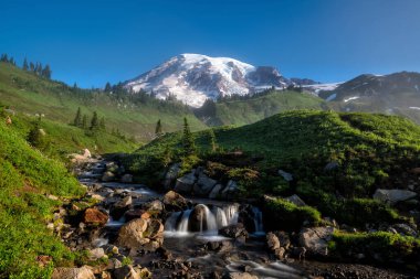 Güzel kır çiçekleri ve Mount Rainier, Washington eyaleti, ABD