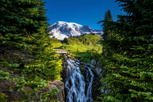 Gyönyörű Vadvirágok Mount Rainier Washington Állam Egyesült Államok — Stock Fotó