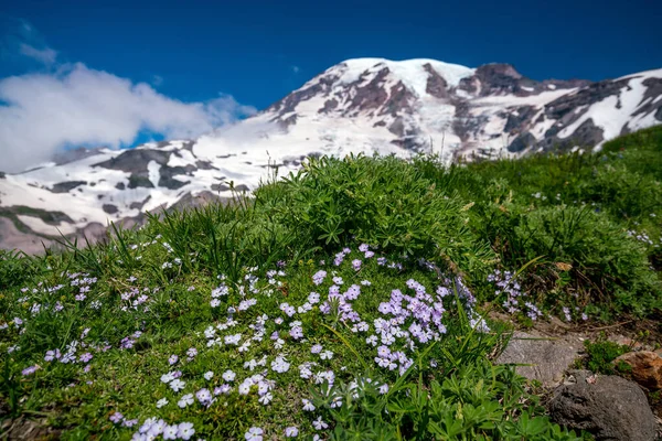 Hermosas Flores Silvestres Monte Rainier Estado Washington — Foto de Stock