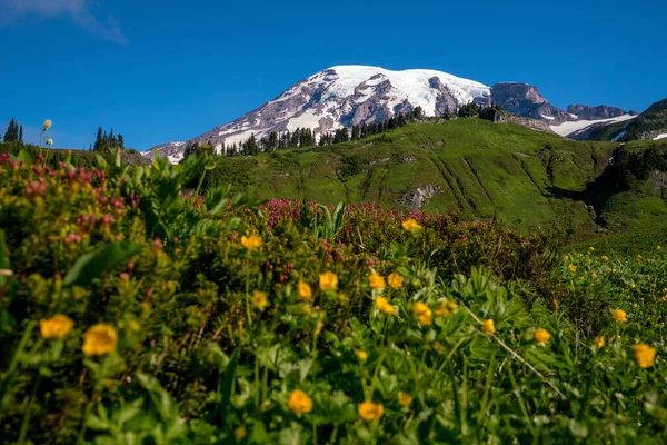 Hermosas Flores Silvestres Monte Rainier Estado Washington — Foto de Stock