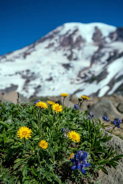 Hermosas Flores Silvestres Monte Rainier Estado Washington — Foto de Stock