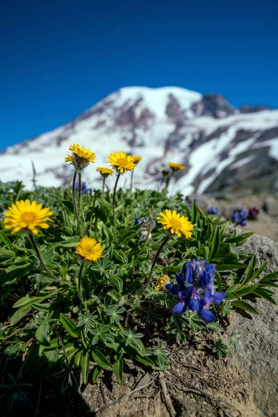 Hermosas Flores Silvestres Monte Rainier Estado Washington — Foto de Stock