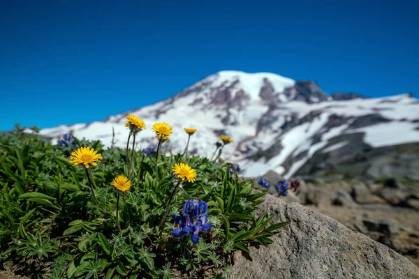 Hermosas Flores Silvestres Monte Rainier Estado Washington — Foto de Stock