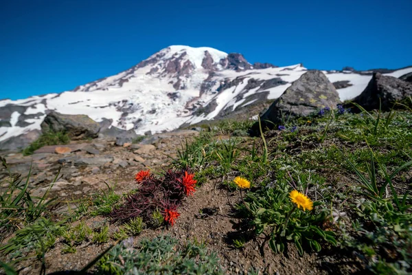 Hermosas Flores Silvestres Monte Rainier Estado Washington — Foto de Stock