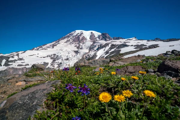 Hermosas Flores Silvestres Monte Rainier Estado Washington — Foto de Stock