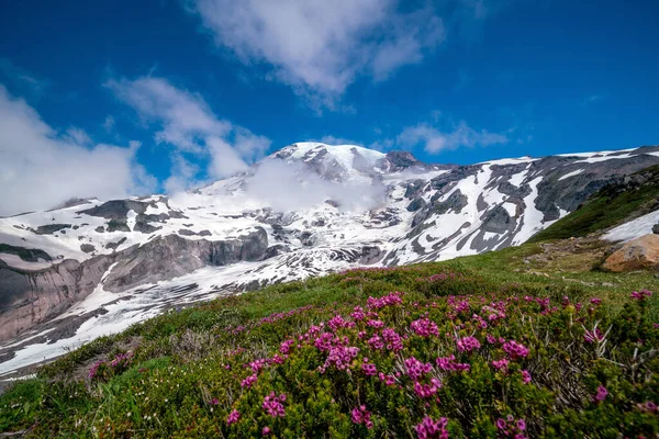 Hermosas Flores Silvestres Monte Rainier Estado Washington — Foto de Stock