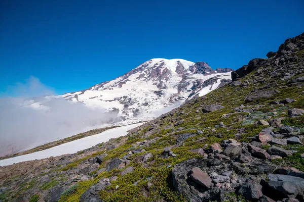 Hermosas Flores Silvestres Monte Rainier Estado Washington — Foto de Stock