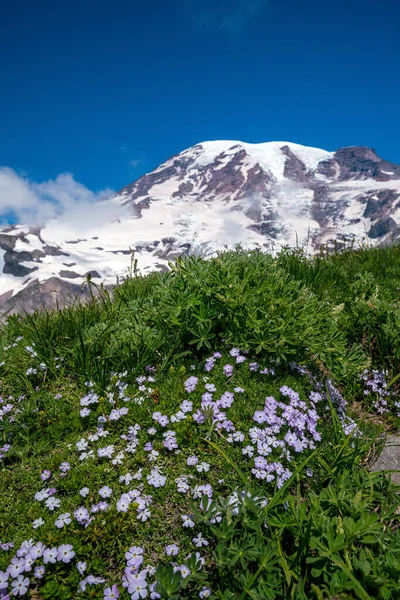 Hermosas Flores Silvestres Monte Rainier Estado Washington — Foto de Stock