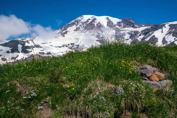 Hermosas Flores Silvestres Monte Rainier Estado Washington — Foto de Stock