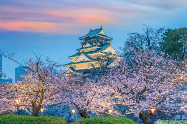 Gün batımında Japonya 'da Sakura' nın tam çiçekleriyle Osaka Kalesi