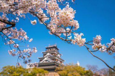 Hiroşima 'da, Japonya' da Sakura 'nın açtığı Hiroşima Kalesi' nde