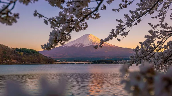 Гора Фудзи Сакурой Сакура Вид Озеро Кавагутико Япония — стоковое фото