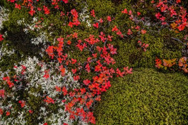 İzlanda güzel manzarası, İzlanda doğa manzarası. Ünlü turistik yerler.