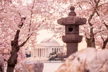  Jefferson Memorial Cherry Blossom Festivali sırasında. Washingt