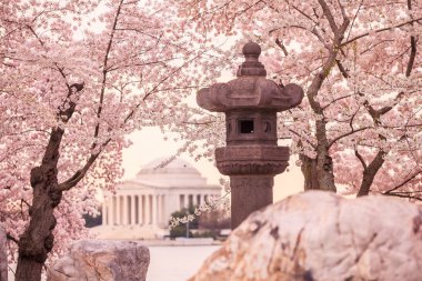 Jefferson Memorial Cherry Blossom Festivali sırasında