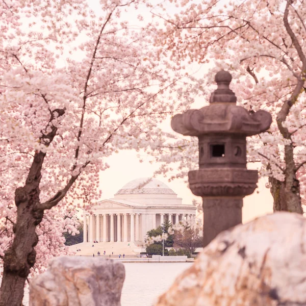 벚꽃 축제 기간 동안 Jefferson 기념관 — 스톡 사진