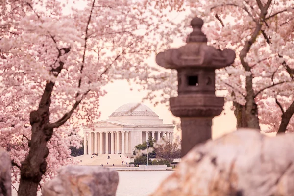 Jefferson Memorial Cherry Blossom Festivali sırasında. Washingt — Stok fotoğraf