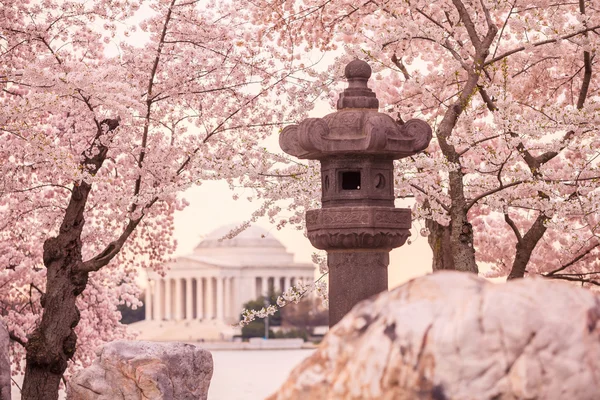 벚꽃 축제 기간 동안 Jefferson 기념관 — 스톡 사진