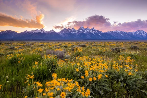 Квіти Гранд tetons — стокове фото