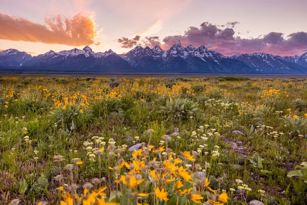 Flores de Grand Tetons —  Fotos de Stock