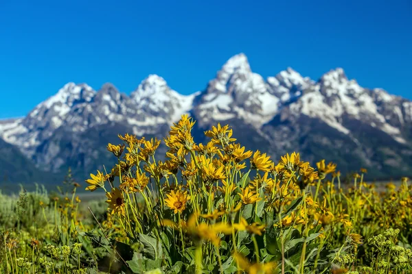 Flores de Grand Tetons — Foto de Stock
