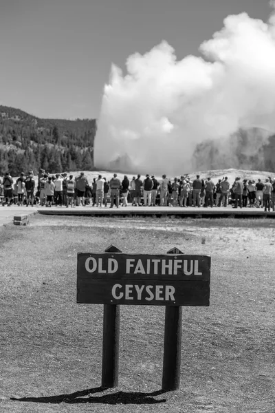 Turista nézte az öreg hűséges kitörő Yellowstone Natio — Stock Fotó