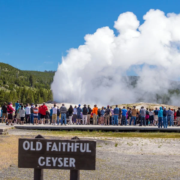 Τουρίστες βλέποντας παλιά πιστών και εκρήγνυται στο Yellowstone Αξιό — Φωτογραφία Αρχείου