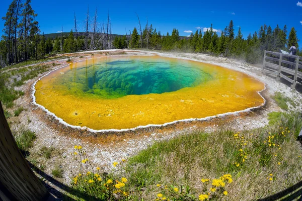 Morning Glory Pool in Yellowstone National Park of Wyoming — Stock Photo, Image