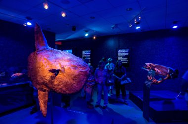 Georgia Aquarium iç insanlarla