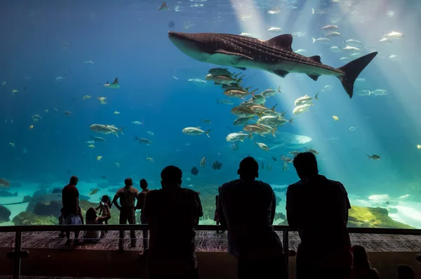 Muitos tipos de peixes nadando em aquário — Fotografia de Stock