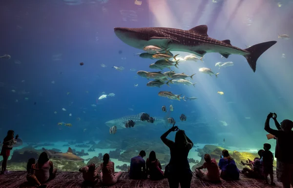 Interior de Georgia Acuario con la gente — Foto de Stock