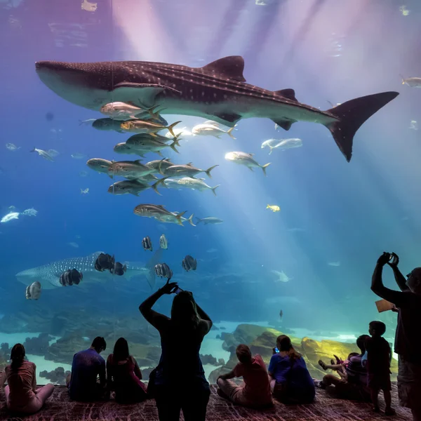 Interior of Georgia Aquarium with the people