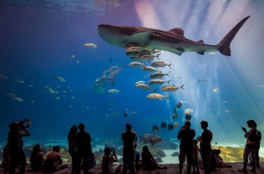 Georgia Aquarium iç insanlarla