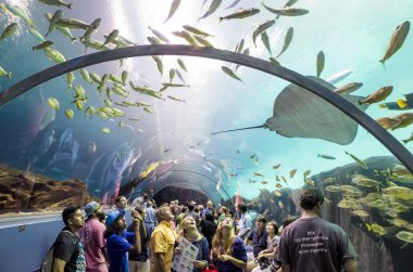 Georgia Aquarium iç insanlarla