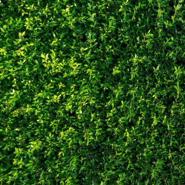 Yeşil yaprak dokusu