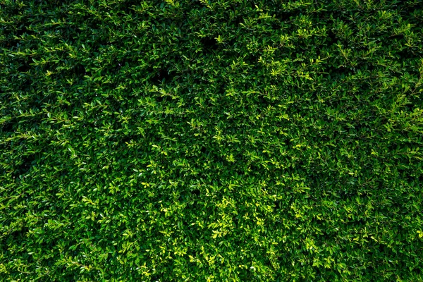 Textura hojas verdes —  Fotos de Stock