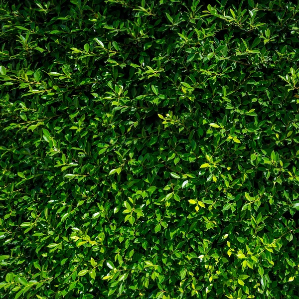 Green leaves texture — Stock Photo, Image