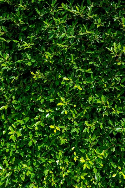 Green leaves texture — Stock Photo, Image