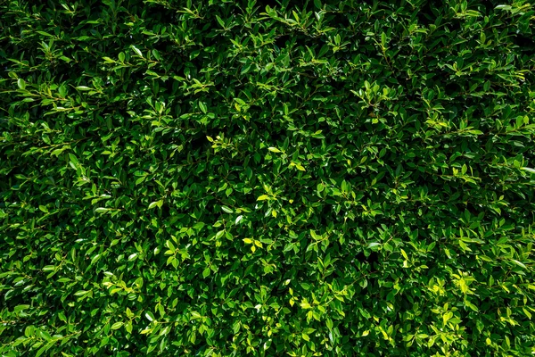 Textura de folhas verdes — Fotografia de Stock