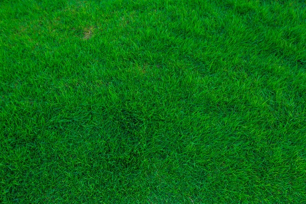 Green Grass background — Stock Photo, Image