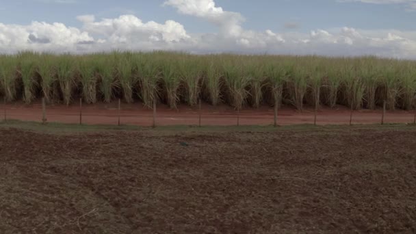 Oldalsó légi kilátás cukornád ültetvény felhős napon Brazíliában — Stock videók