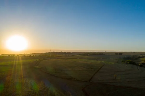 Sugar Cane Plantation Setting Sun — Stock Photo, Image