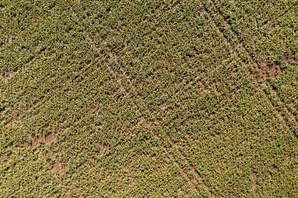 Plantación Sorgo Vista Desde Arriba Vista Del Dron — Foto de Stock